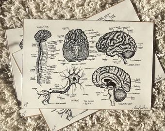 Brain posters | Etsy Brain Parts Drawing, Brain Labeled Diagram Aesthetic, Brain Drawing With Labels, Brain Diagram Drawing, Brain Drawing Anatomy, Brain Diagram Anatomy, Brain Research, Brain Drawing Aesthetic, The Brain Drawing