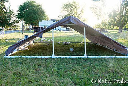 Pastured Poultry, Chicken Tractors, Tractor Idea, Chicken Runs, Shade Structure, Pet Chickens, Small Farm, Chicken Coop, Yard Landscaping