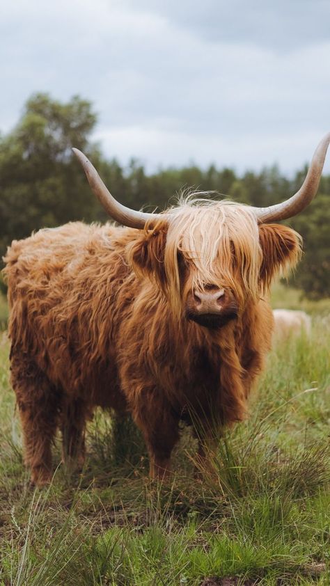 Fluffy Cow Drawing, Long Haired Cows, Suffolk Sheep, Highland Coo, Cow Tattoo, Scottish Cow, Cow Drawing, Cow Print Wallpaper, Cow Photos