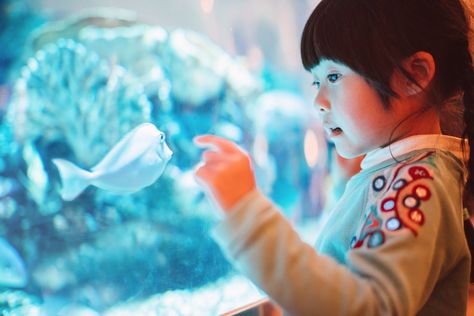 Here are the key factors to help a child or teen start out with his first aquarium and learn about tank selection, decorations and more. Kids Aquarium, Travel Magazine Cover, Girls Beds, Big Aquarium, Betta Tank, Museum Gift, Flying Toys, Basic Facts, Reptiles Pet