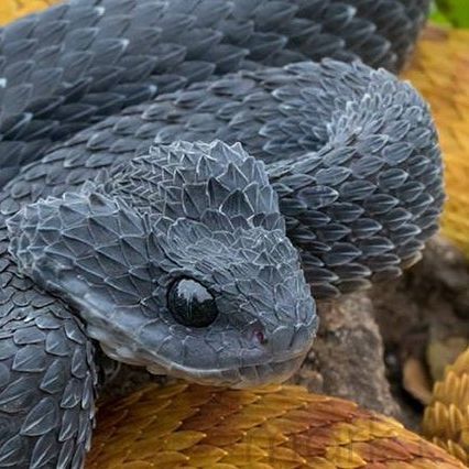 The Reptile Report on Instagram: "The contrasting colors of this bush viper pair are making me look forward to autumn weather. 🖤🧡 Photo by @mark_kostich_photography.   TRR is made possible by @exoticsunlimitedusa   #variablebushviper #bushviper #bushvipers #bushvipersofinstagram #atherissquamigera #atheris #viper #vipersnake #venomous #venomoussnake #venomoussnakes #venomoussnakesofinstagram #snake #snakes #snakesofinstagram #snakelover #reptiles #reptile #reptilesofinstagram #reptilepets #reptilefanatics #reptilephotography #reptilekeeper #herpetology #herpetoculture #thereptilereport #thereptilereportofficial" Rough Scaled Bush Viper, African Bush Viper, Bush Viper, Viper Snake, Autumn Weather, Snake Lovers, Snake Venom, To Autumn, Reptiles Pet