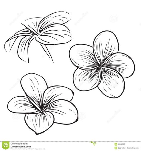 Plumeria Frangipani Tropical Flower Icon Stock Vector - Image: 86582702 Frangipani Tattoo, Tropical Flower Tattoos, Delicate Flower Tattoo, Plumeria Tattoo, Realistic Flower Tattoo, Vintage Flower Tattoo, Simple Flower Tattoo, Flower Icon, Watercolor Tattoo Flower