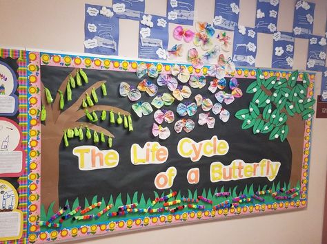 Bulletin Board-Lifecycle of a  Butterfly Life Cycle Of A Butterfly Bulletin Board, Butterfly Life Cycle Bulletin Board, Butterfly Bulletin Board Ideas, Kindergarten History, Board Ideas For Preschool, Bulletin Board Ideas For Preschool, Butterfly Bulletin Board, Spring Bulletin Board Ideas, Lego Cards