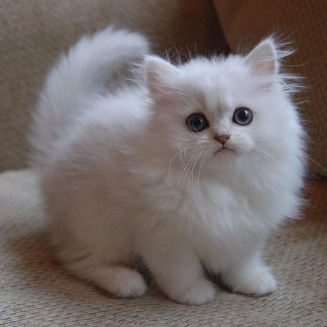 Cat Pictures Funny, Munchkin Kitten, Persian Kitten, Cats Photos, Persian Kittens, Fancy Cats, Gorgeous Cats, Silly Cats Pictures, Cat Breed