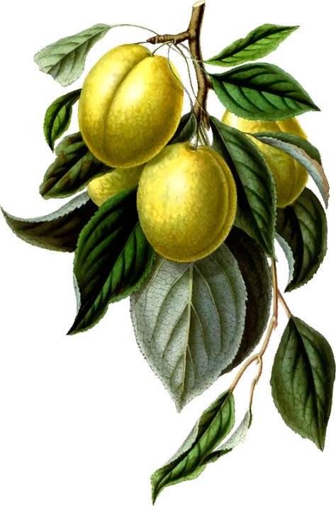 Golden esperen plum - Openclipart Png Fruit, Fruit Png, Vintage Fruit, Fruit Illustration, Public Domain Images, Free Png, Vintage Illustration, Public Domain, Plum