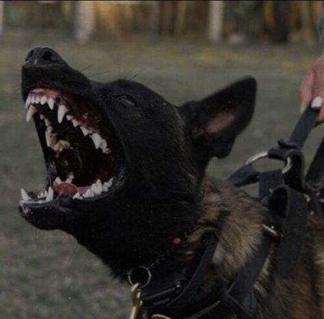 Belgian Malinois Aesthetic, Scary Dog Aesthetic, Scary Dog, Dog Poetry, Dog Mouth, Canine Teeth, Angry Animals, Belgian Malinois Dog, Canine Tooth