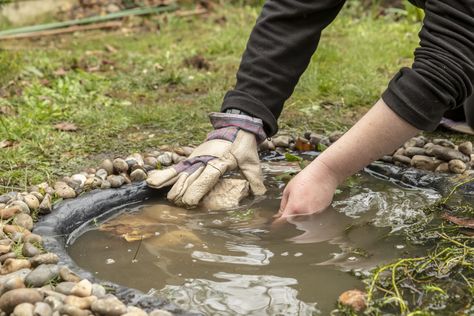 How to create a wildlife pond | Garden wildlife | Scottish Wildlife Trust Small Garden Wildlife Pond, Cement Pond, Ponds Ideas, Pond Diy, Pond Habitat, Scottish Wildlife, Wildlife Pond, Ponds For Small Gardens, Wonderland Garden