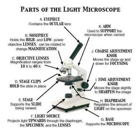 Compound Microscope Parts, Pharmaceutical Microbiology, Basic Microbiology, Microscope Diagram, Microscope Worksheet, Compound Light Microscope, Parts Of A Microscope, Gram Staining, Teaching Cells