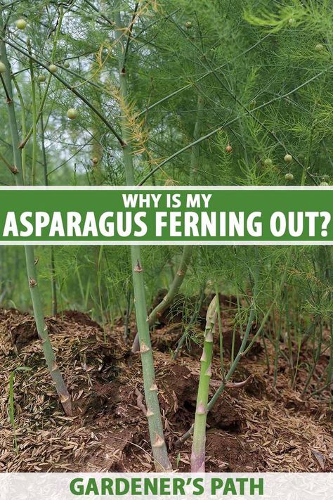 Ferning out is a normal part of growing asparagus that happens each year. But sometimes your asparagus spears will fern out earlier than you would like. Gardener’s Path helps you understand when and how to deal with the problem, and when to just let your plants do their thing. #asparagus #ferning #gardenerspath When To Plant Asparagus, Asparagus Garden, Colorado Gardening, Growing Asparagus, Asparagus Plant, Garden Prepping, Raised Bed Garden Design, Garden Remedies, Starting A Vegetable Garden