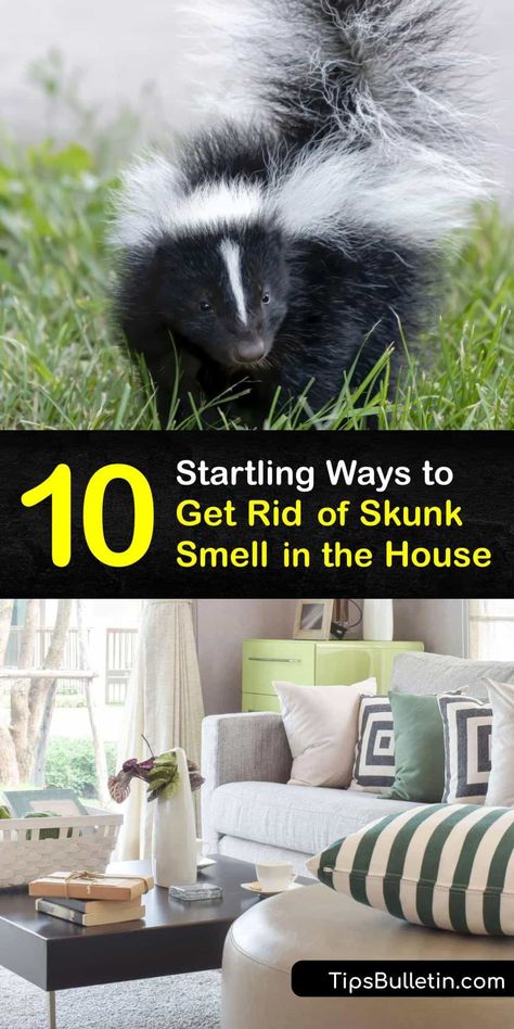 How To Get Skunk Smell Out Of House, How To Remove Skunk Smell From House, How To Get Rid Of Skunk Smell In House, Remove Skunk Smell From House, Skunk Spray Remedy, Getting Rid Of Skunk Smell In House, Essential Oils For Skunk Smell In House, Deodorize House, Diy Skunk Smell Remover Dogs