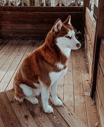 30 Special Dog Names for Red Huskies Red Husky Puppies, Red Siberian Husky, Caine Husky, Puppy Husky, Red Husky, Husky Puppies For Sale, Husky Breeds, Cute Husky, Siberian Husky Dog