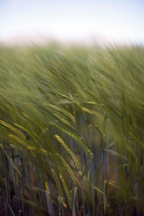 Barley Field, Meadow Plants, Creative Campaign, Wanaka New Zealand, Guinness, Material Design, Barley, Aesthetic Photography, My World