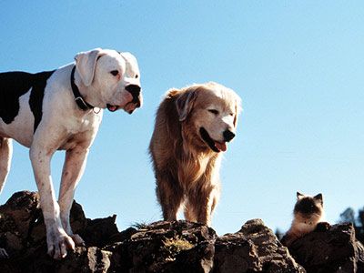 Homeward Bound - I have an American Bulldog that looks exactly like Chance and we used to have a Golden named Moses who looked like Shadow.  Great movie! Homeward Bound Movie, 90s Family Movies, Lost Movie, Dog Movies, Cat Run, Famous Dogs, Homeward Bound, Childhood Movies, Film Disney