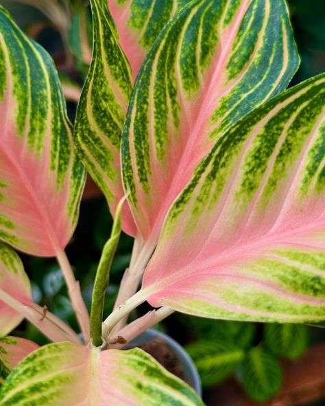 The colors on this Aglaonema Pink Sunset 💕🌅 Pick yours up and other Aglaonema today! 🪴 #aglaonema #aglaonemalovers #indoorplants Aglaonema Pink, Encinitas California, Pick Yourself Up, Pink Sunset, Tropical Plants, Indoor Plants, House Plants, Plants, Pink