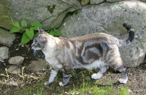 25 Cats That Have The Most Unique Fur Patterns In The World - I Can Has Cheezburger? - Funny Cats | Funny Pictures | Funny Cat Memes | GIF | Cat GIFs | Dogs | Animal Captions | LOLcats | Have Fun | Funny Memes Gatos Cool, Cat Game, Clothing Reference, Cat Ideas, Gorgeous Cats, Human Reference, Cat Pose, Pretty Animals, Unique Cats