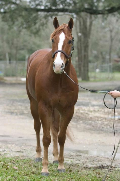 Fell Pony, American Quarter Horse Association, Texas Restaurant, Tennessee Walking Horse, Equestrian Events, Walking Horse, Andalusian Horse, American Quarter Horse, Northern England