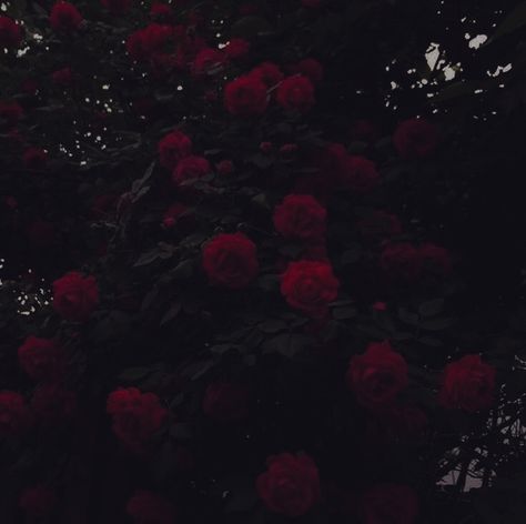 Vampire Goth Aesthetic, Maroon Aesthetic, Burgundy Aesthetic, Black And Red Roses, Dark Red Roses, Dark Red Wallpaper, Aesthetic Goth, I See Red, Rosé Aesthetic