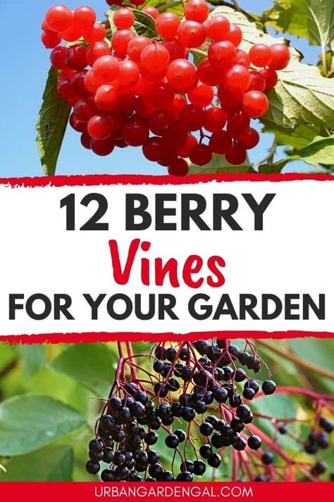 12 Berry Vines For Backyard Gardens - Urban Garden Gal Growing Strawberries Vertically, Elderberry Plant, Blackberry Plants, Growing Blackberries, Growing Raspberries, Bush Garden, Berry Garden, Backyard Gardens, Growing Fruit Trees