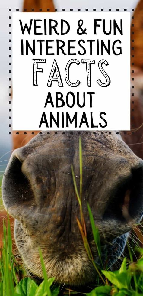 Crazy Animal Facts, Animal Fun Facts, Weird Fun Facts, Dog Facts Interesting, Interesting Facts About Animals, Weird Animal Facts, Animal Facts Interesting, Animal Facts For Kids, Facts About Animals