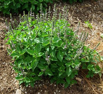 Health Benefits of The Holy Plant, Basil! Holy Basil Benefits, Tulsi Basil, Basil Health Benefits, Ocimum Tenuiflorum, Tulsi Plant, Mountain Rose, Mountain Rose Herbs, Basil Seeds, Medicinal Herb