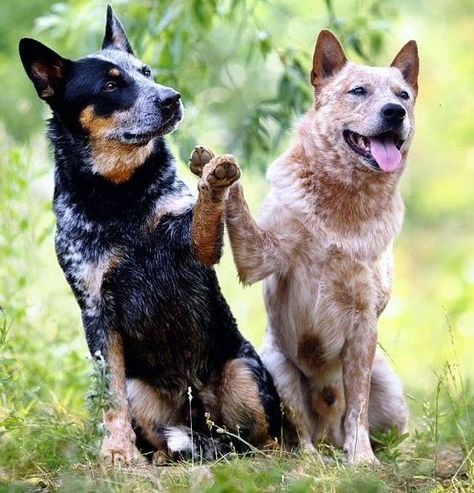 American Cattle Dog, Red Heeler Dog, Blue Healer, Aussie Cattle Dog, Herding Dogs Breeds, Heeler Dogs, Austrailian Cattle Dog, Heeler Puppies, Blue Heeler Dogs