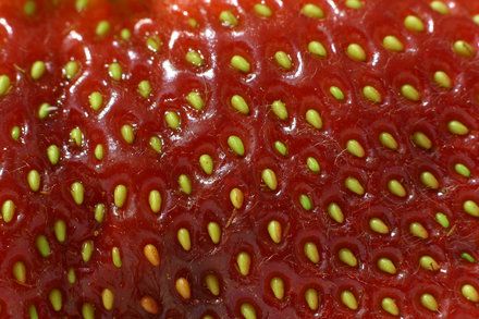 How to Harvest Strawberry Seeds | Garden Guides Grow Strawberries From Seed, Growing Strawberries In Containers, How To Grow Strawberries, Growing Tomatoes From Seed, Strawberry Seeds, Grow Strawberries, How To Grow Lemon, Strawberry Planters, Growing Tomatoes In Containers