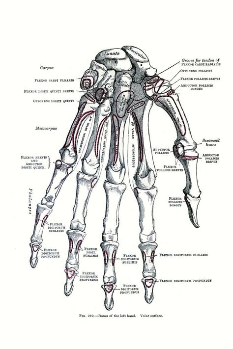 Printable wall art and Home Decor. Human Anatomy Aesthetic, Vintage Medical Art, Anatomy Skeleton, Skeleton Vintage, Human Skeleton Anatomy, Medical Drawings, Skeleton Anatomy, Human Body Anatomy, Human Anatomy Drawing