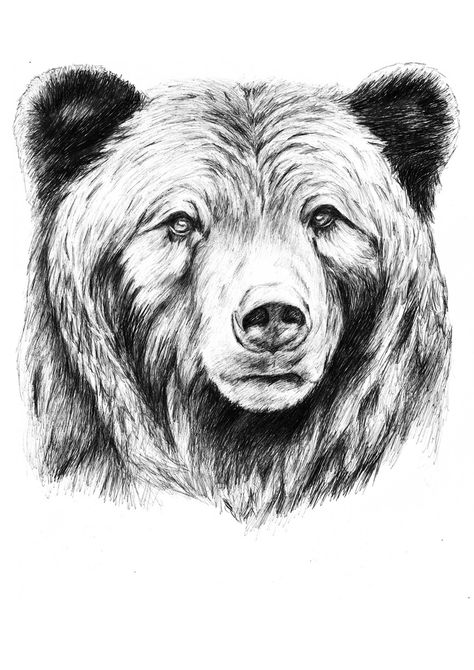 grizzly | jasmin lünstroth | Flickr                                                                                                                                                                                 Más Bear Sketch Tattoo, Grizzly Bear Drawing, Beruang Grizzly, Bear Face Drawing, Grizzly Bear Tattoos, Tattoo Bear, Photo Ours, Bear Sketch, Bear Tattoo Designs