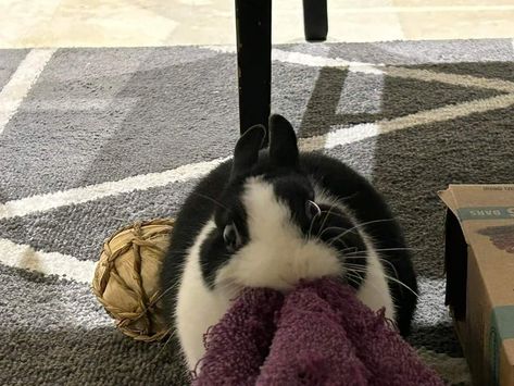 Barracks Bunny, Scared Bunny, Funny Rabbits, Black And White Rabbit, Pet Bunny Rabbits, Bunny Care, Cute Bunny Pictures, Funny Bunny