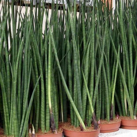 Plants Toxic To Dogs, Snake Plant Varieties, Sansevieria Cylindrica, Snake Plant Care, Sansevieria Plant, Tropical Africa, Soil Layers, Evergreen Plants, Container Gardening Vegetables