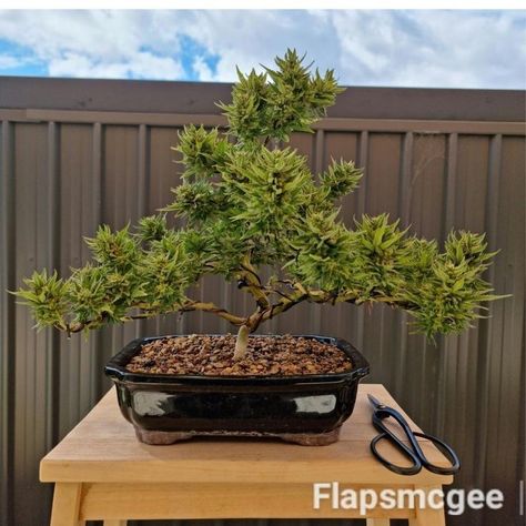 Growing Bonsai, Herb Life, Plant Bud, Hydroponic Farming, Household Plants, Magical Herbs, Best Indoor Plants, Bonsai Art, Bonsai Plants