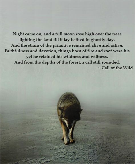 Things born of fire and roof were his yet he retained his wildness and his wiliness. And from the depths of the forest the call still sounded.  ( call of the wild ) Wild Quotes, Lone Wolf Quotes, The Call Of The Wild, Wolf Quotes, She Wolf, Wolf Love, Jack London, Call Of The Wild, Lone Wolf