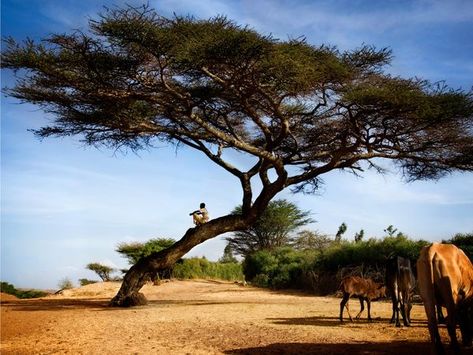 Ethiopia...beautiful people, beautiful landscape and the first home of our beautiful daughter Travel Ethiopia, Afar People, Ethiopia Travel, Acacia Tree, Real Queens, Visit Egypt, Rock Face, Travel Bug, Adventure Awaits