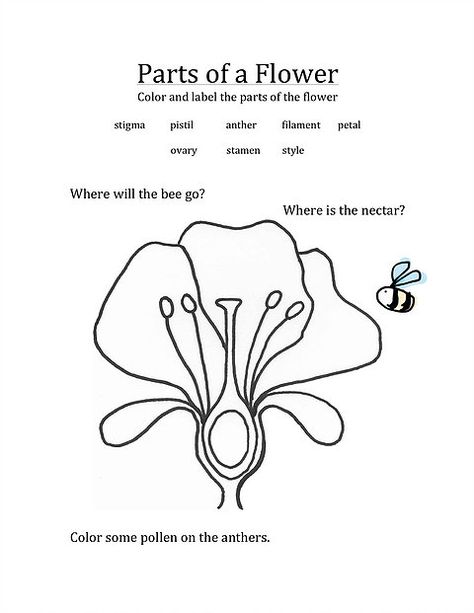 Parts Of A Flower Worksheet Flower Parts Worksheet, Parts Of A Flower Worksheet, Diagram Of A Flower, Parts Of Flower, Flower Worksheet, Biology Ideas, Thanksgiving Worksheets, Animal Worksheets, Map Activities