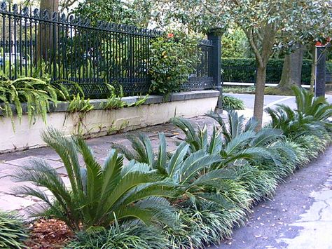 Cycads, or sago plams, are small palms with striking glossy green foliage. Cycads look fantastic in modern landscape gardens and are also happy in pots. These look nice with the grass under, need to find out what kind Contemporary Landscaping, Palm Trees Landscaping, Palm Garden, Sago Palm, Tropical House Plants, Tropical Garden Design, Tiered Garden, Sloped Garden, Small Palms