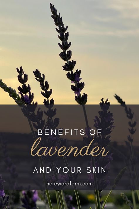 Lavender Skin Benefits, Lavender Oil Benefits Skin, Skin Care Lavender, Extracting Oil From Lavender, Lavender Oil Uses, Lavender Oil For Skin, Lavender Oil Benefits, Lavender Essential Oil Benefits, Lavendar Oil