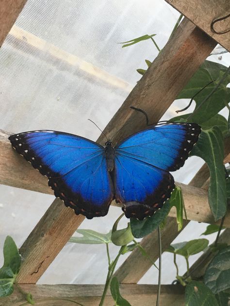 Morpho Butterfly, Blue Morpho, Butterflies Flying, Beautiful Bugs, Butterfly Pictures, Pretty Photos, Life Is Strange, Butterfly Wallpaper, Butterfly Art