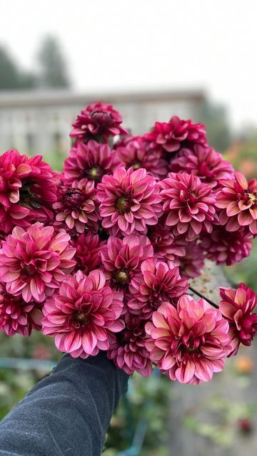 Amanda McAllister | Five Acres Flower Farm on Instagram: "Dahlia Seniors Hope: a stunning mix of smoky raspberry, burgundy and gold with an unbelievable vaselife, and it pumps out the blooms all season long. What do you think? Love it or not so much? Let me know! #fiveacresflowerfarm #fiveacresflowers" Front Yard Flowers, Raspberry Wedding, Dark Foliage, Burgundy Dahlia, Garden Therapy, Dahlias Garden, Plant Fungus, Fall Plants, Pretty Plants