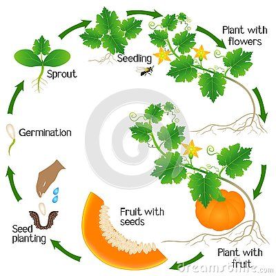 A growth cycle of a pumpkin plant on a white background, beautiful illustration. Honeydew Melon Plant, Melon Plant, Easy English Grammar, Pumpkin Plant, Planting Pumpkins, Biology Facts, Plant Journal, Plant Life Cycle, Garden Veggies