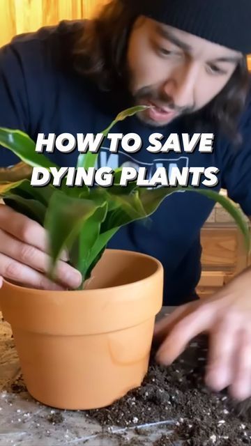 Sick Plants, Plant Remedies, Plant Guy, Mosquito Plants, Plant Care Houseplant, Plant Hacks, Plant Problems, Indoor Plant Care, Growing Plants Indoors