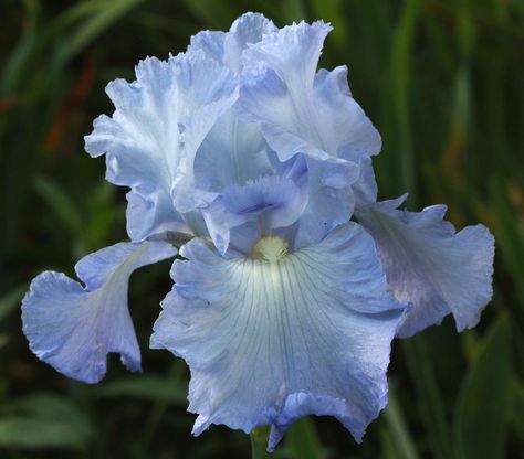 TB Iris germanica 'Blue Reflection' (Schreiner, 1972) Blue Iris Flowers Bouquets, Blue Iris Flowers Aesthetic, Blue Iris Flowers, Iris Bouquet, Blue Reflection, Graduation Bouquet, Iris Art, Kind Of Blue, Blue Iris