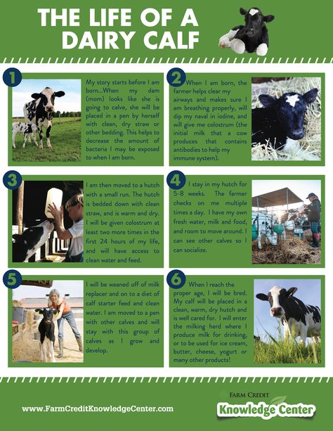 Cow Facts, Livestock Judging, 4h Projects, Farm Room, Cow Stuff, Ag Teacher, Dairy Farming, First Day Activities, Fair Display