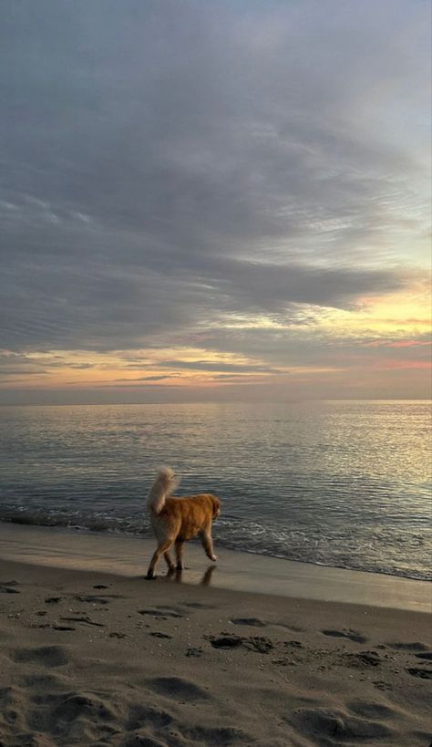 Dog Wallpaper Golden Retrievers, Golden Retriever On Beach, Dog Beach Aesthetic, Dogs On Beach, Golden Retriever Beach, Golden Retriever Wallpaper, Dogs Beach, Beach Dogs, Snow Animals