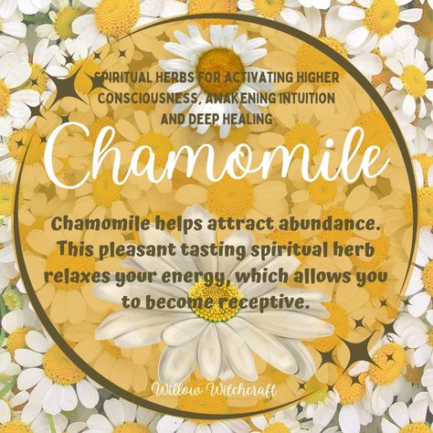 Chamomile Willow Witchcraft Chamomile Spiritual Meaning, Chamomile Spiritual Benefits, Chamomile Magical Properties, Chamomile Meaning, Chamomile Witchcraft, Chamomile Magic, Spiritual Herbalism, Chamomile Recipes, Witchy Plants