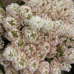 Dr. Rick's - Top 10 for the freezer – USDA Zone 3 | Proven Winners Bobo Hydrangea, Hardy Hydrangea, Proven Winners Plants, Panicle Hydrangea, Gardening Zones, Heirloom Roses, Plant Catalogs, Hydrangea Paniculata, Planting Hydrangeas