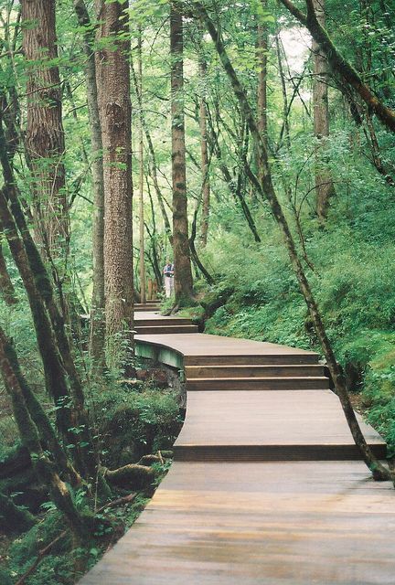 JiuZhaiGou Ormanlık Alan, Wooden Path, Walkways Paths, Trail Design, Garden Steps, Urban Landscape, Garden Paths, Japanese Garden, Walkway