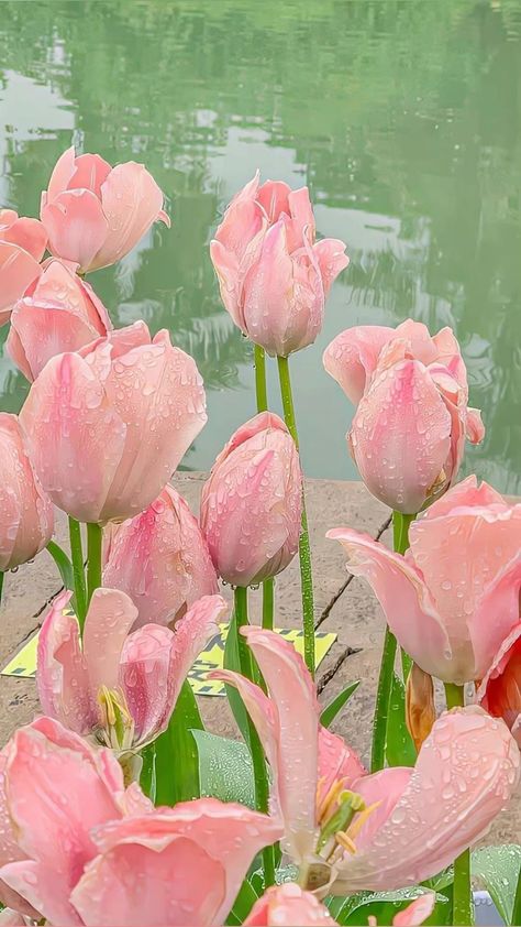 Aesthetic Wallpaper Pink Flowers, Vintage Flowers Wallpaper, Boquette Flowers, Nothing But Flowers, Spring Wallpaper, Flower Therapy, Flower Phone Wallpaper, Pink Tulips, Tulips Flowers