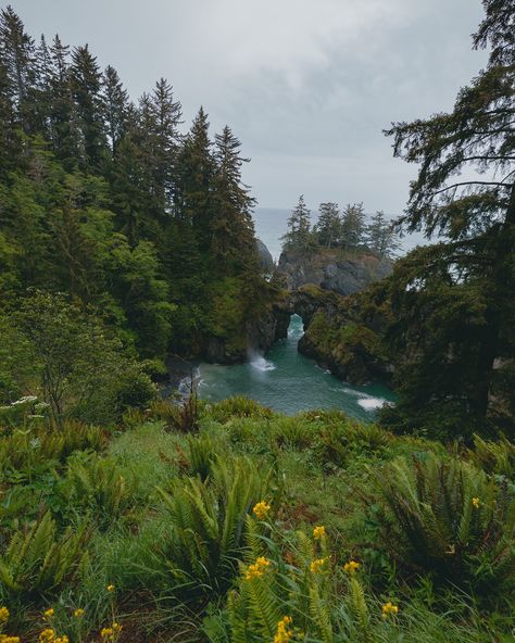 green places 🌲💚 #oregonexplored #californiacoast Corvallis Oregon Aesthetic, Oregon Coast Aesthetic, Courtney Wilson, Oregon Coast Roadtrip, Oregon Aesthetic, Oregon Nature, Aesthetic Scenery, Bandon Oregon, Corvallis Oregon