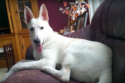 Dog farts on the couch, takes a sniff and reacts in hilarious manner Dog Farts, Cute White Dogs, German Sheperd Dogs, White German Shepherd, Dog Smells, Scene Queens, Mother Of The Bride Gown, Pet Supplements, Silly Dogs