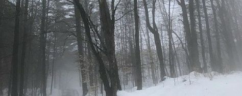 Snowy Discord Banner, Winter Aesthetic Banner, Winter Banner Discord, White Banners Discord, Forest Header, Winter Forest Aesthetic, Snow Pfp, Winter Header, White Discord Banner